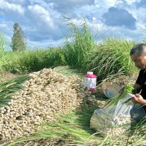 Sả tươi (Fresh lemongrass)