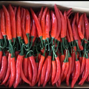 Ớt Sừng đỏ (Red chili big)